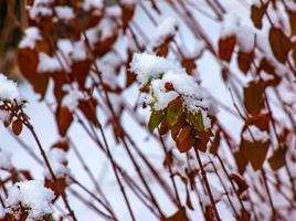 hypericum hookerianum en invierno. el planta es cubierto con blanco mullido nieve. foto