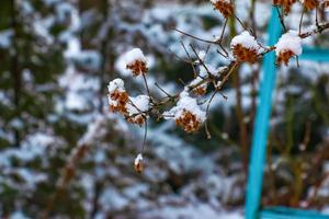 Kolkwitzia amabilis is a species of plant in the Caprifoliaceae family. A deciduous shrub known collectively as beauty bush in winter, covered in snow. photo