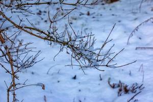 Kolkwitzia amabilis is a species of plant in the Caprifoliaceae family. A deciduous shrub known collectively as beauty bush in winter, covered in snow. photo