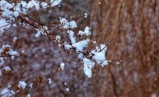 Kolkwitzia amabilis is a species of plant in the Caprifoliaceae family. A deciduous shrub known collectively as beauty bush in winter, covered in snow. photo