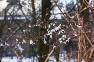 Kolkwitzia amabilis is a species of plant in the Caprifoliaceae family. A deciduous shrub known collectively as beauty bush in winter, covered in snow. photo