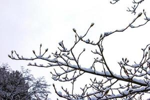 de cerca de magnolia kobus leña menuda con brotes en invierno. el ramas son cubierto con blanco mullido nieve. foto