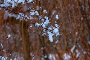 Kolkwitzia amabilis is a species of plant in the Caprifoliaceae family. A deciduous shrub known collectively as beauty bush in winter, covered in snow. photo