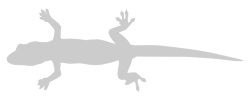 House Lizard also called House Gecko or Gekkonidae Silhouette for Art Illustration, Logo, Pictogram or Graphic Design Element. Format PNG