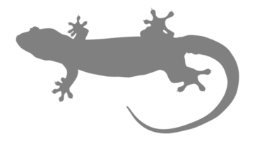 huis hagedis ook gebeld huis gekko of gekkonidae silhouet voor kunst illustratie, logo, pictogram of grafisch ontwerp element. formaat PNG