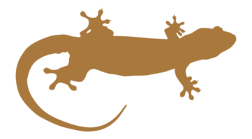 hus ödla också kallad hus gecko eller gekkonidae silhuett för konst illustration, logotyp, piktogram eller grafisk design element. formatera png