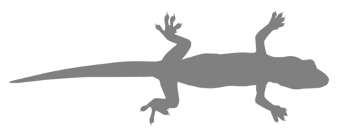 House Lizard also called House Gecko or Gekkonidae Silhouette for Art Illustration, Logo, Pictogram or Graphic Design Element. Format PNG