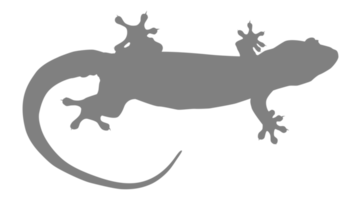 House Lizard also called House Gecko or Gekkonidae Silhouette for Art Illustration, Logo, Pictogram or Graphic Design Element. Format PNG