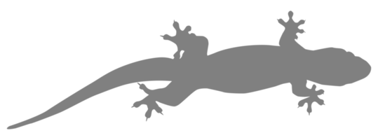 House Lizard also called House Gecko or Gekkonidae Silhouette for Art Illustration, Logo, Pictogram or Graphic Design Element. Format PNG