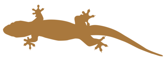 huis hagedis ook gebeld huis gekko of gekkonidae silhouet voor kunst illustratie, logo, pictogram of grafisch ontwerp element. formaat PNG