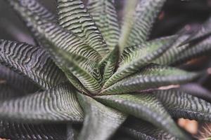 Macro of trees and dark tone photo