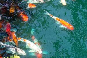 koi fish in pond at Utaradit, Thailand. photo