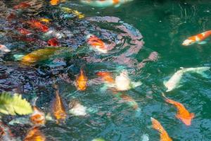 koi pescado en estanque a utaradit, tailandia foto