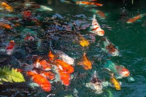 koi fish in pond at Utaradit, Thailand. photo