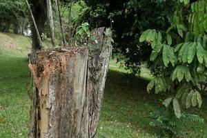 selective focus on the remaining tree trunks that have been cut down photo