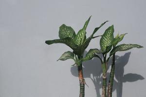 selective focus to the ornamental plants inside against the wall background photo