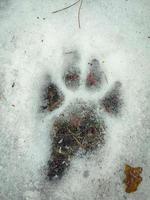Textured black pawprint with visible traces of claws of a big dog in white snow with visible green grass under ice photo