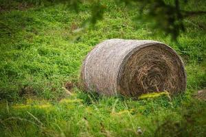 Circular hay stack in a summer field with green grass photo