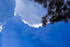 White cloud on blue sky with pine tree branch silhouette on foreground photo