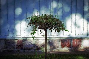 Small tree growing in deep shade near building with hanging garland lamps photo