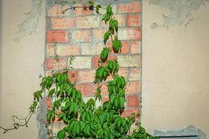 Green leaves of wild grape plant climbing up the red brick part of a concrete wall covered with yellow plaster from both sidesbackground. photo