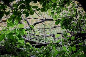 Beautiful view of a rural landscape with green grass and fallen tree branches through green leafy tree branches framing the view photo