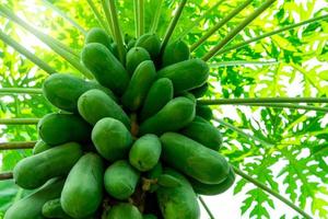 Organic green papaya and leaves on tree. Papaya fruit on tree in the garden. Papaya plantation in agriculture farm. Unripe green fruit are used to make Som Tam. Growing and care of papaya fruit trees. photo