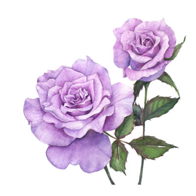 Purple Rose PNGs for Free Download