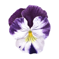 Watercolor painting of Purple Pansy Flowers png