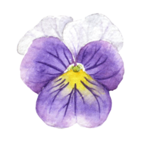 Watercolor painting of Purple Pansy Flowers png