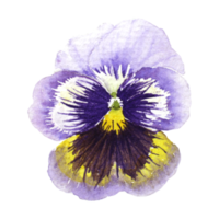Watercolor painting of Purple Pansy Flowers png