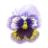 aquarelle La peinture de violet pensée fleurs png