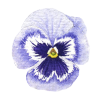 Watercolor painting of Purple Pansy Flowers png