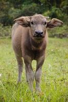 Asian Buffalo in Natural Farm photo