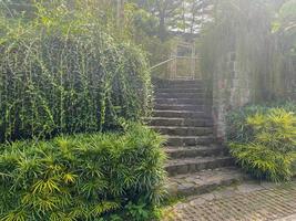 garden staircase. classic stone masonry staircase covered with green plants. photo