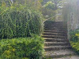 garden staircase. classic stone masonry staircase covered with green plants. photo