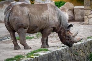 rinoceronte diceros bicornis con grandes cuernos foto