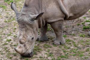 Rhinoceros Diceros bicornis with large horns photo