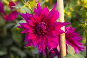 Beautiful  Blooming  Colorful  Dahlia Flower in the Garden Tree photo