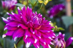 Beautiful  Blooming Pink Dahlia Flower in the Garden Tree photo