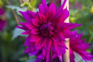 Beautiful  Blooming Pink Dahlia Flower in the Garden Tree photo