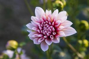 hermosa floreciente rosado dalia flor en el jardín árbol foto