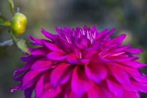 Beautiful Blooming Pink Dahlia Flower in the Garden Tree Close-up focus photo