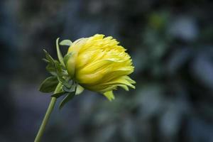 Beautiful  Yellow Dahlia Flower bud with a blurry background in the Garden Tree photo