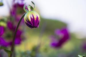 Beautiful  Pink Dahlia Flower bud with a blurry background in the Garden Tree photo