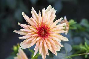 Beautiful  Blooming  Colorful  Dahlia Flower in the Garden Tree photo