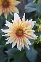 Beautiful  Blooming  Colorful  Dahlia Flower in the Garden Tree photo