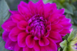 Beautiful Blooming Pink Dahlia Flower in the Garden Tree Close-up focus photo