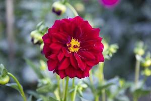 Beautiful  Blooming  Colorful  Dahlia Flower in the Garden Tree photo