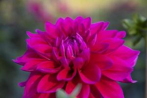 Beautiful Blooming Pink Dahlia Flower in the Garden Tree Close-up focus photo